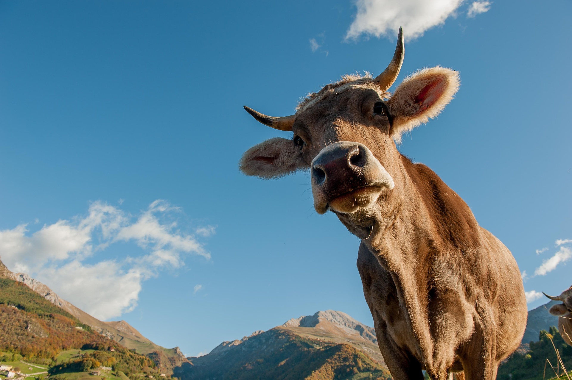 Brown cow grazing in an alpine pasture beneath a clear blue sky