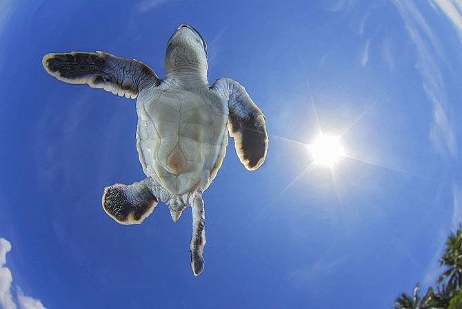 Sea turtle swimming beneath a bright sun
